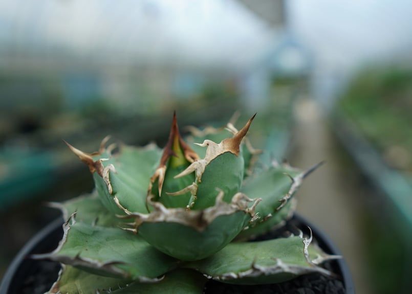 アガベ チタノタ 烈焔 Agave titanota 