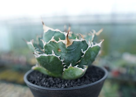 アガベ　チタノタ　白鯨　Agave titanota White whale　No.1