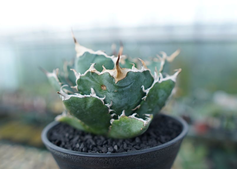 アガベ　白鯨 アガベ・チタノタ白鯨（ボールタイプ）中-062｜agave titanota white wh