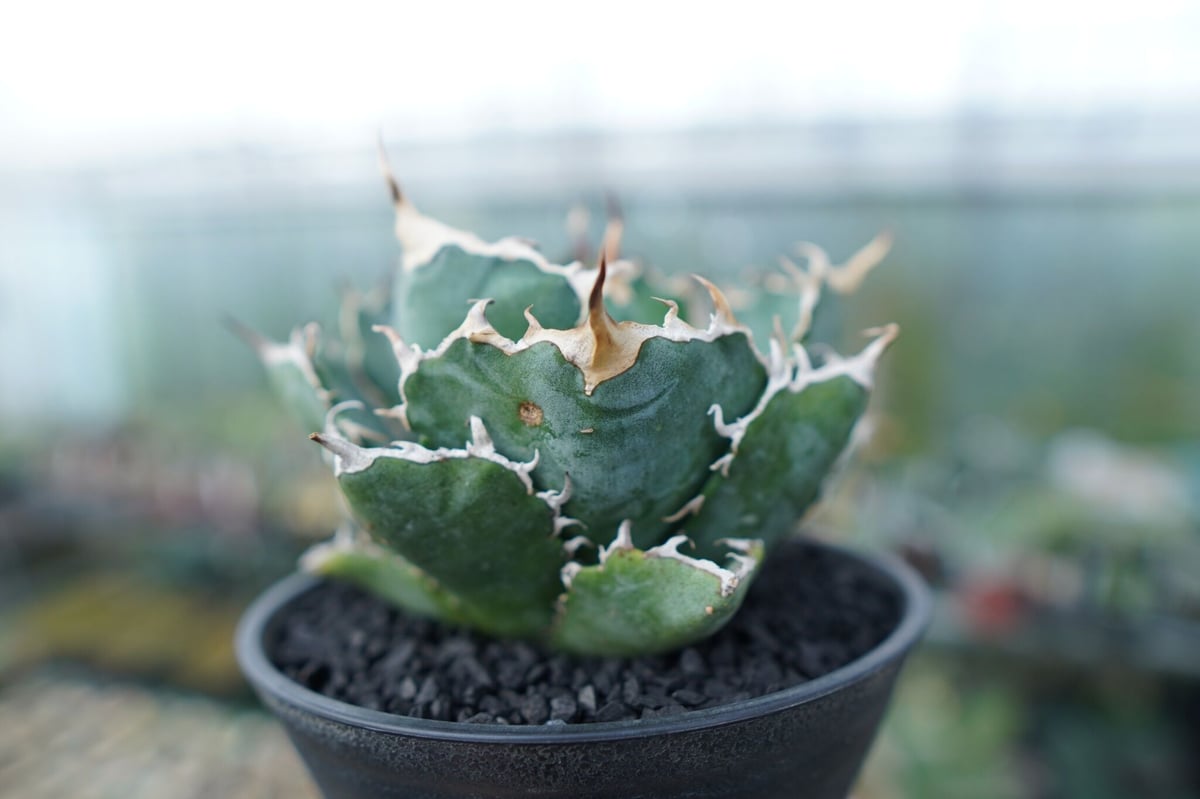 アガベ チタノタ 白鯨 Agave titanota White whale No.1 | m