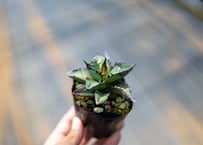 パキポディウム ラモスム | mana's farm:塊根植物・アガベ・ドライ