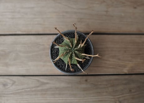 ユーフォルビア　バリダ　”塊根植物スターターセット”