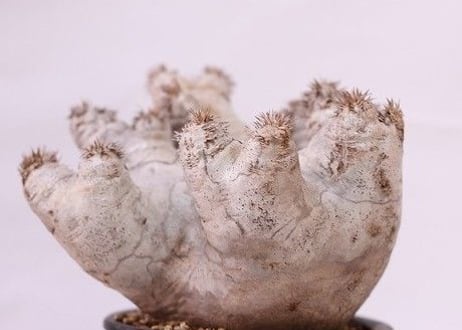 Pachypodium eburneum　パキポディウム　エブレネウム  no.3　グローブ型　花芽多数