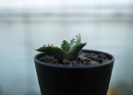 アガベ　チタノタ　狼人　agave titanota "狼人"　No.1