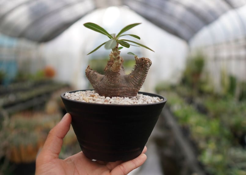 多頭株 塊根植物 パキポディウム マカイエンセ マカイエンセ 輸入球 A1235☆パキポディウム 塊根植物 多肉植物