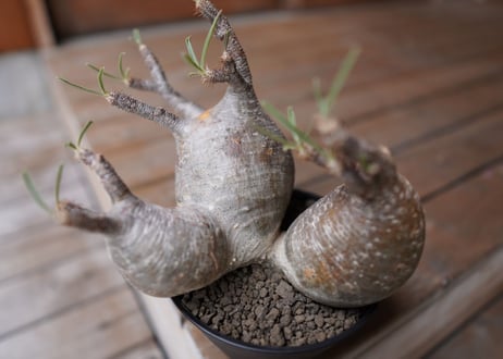 パキポディウム　グラキリス　3頭　 Pachypodium Gracilius