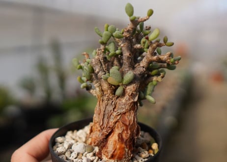 Ceraria pygmaea ケラリア ピグマエア　C NO.2