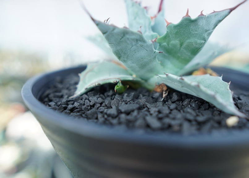 アガベ パラサナ ”トライアンファント” Agave Parrasana 