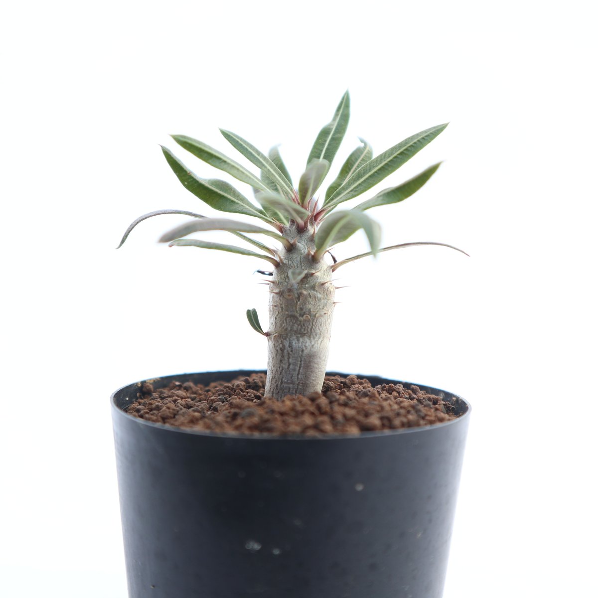 カクチペス　パキポディウム　塊根　実生 パキポディウム カクチペス 実生 | mana's farm:塊根植物・アガベ