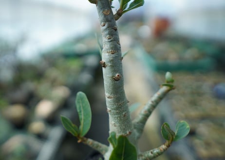 アデニウム　Adenium　No.10