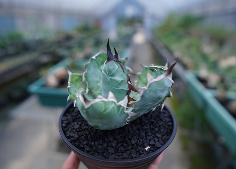 アガベ チタノタ ブラックアンドブルー Agave titanota black アガベ チタノタ ブラックアンドブルー Agave titanota black