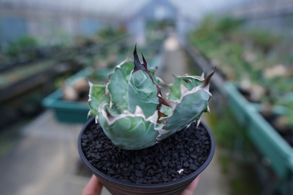 アガベ チタノタ ブラックアンドブルー Agave titanota black