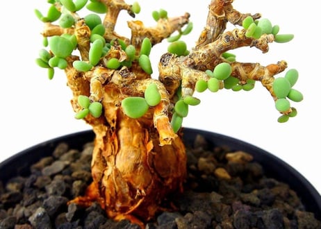 Ceraria pygmaea ケラリア・ピグマエア  №１