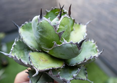 Agave B&B A NO.1