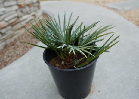 チャメロプス　セリフェラ 　Chamaerops humilis var. Cerifera  No.2