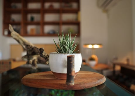 十二の巻　Haworthia fasciata