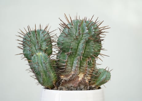 Euphorbia horrida