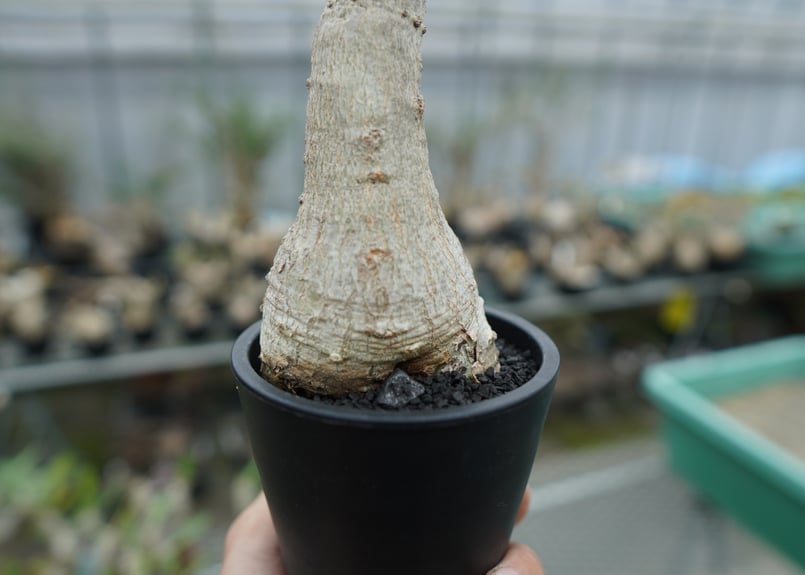 ウンカリーナ グランディディエリ Uncarina grandidieri | mana's