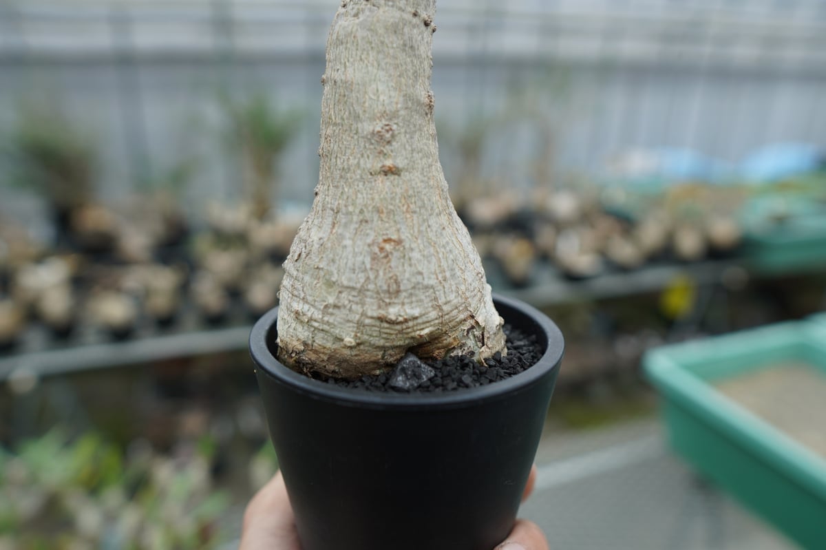 ウンカリーナ　グランディディエリー ウンカリーナ グランディディエリ | GREEN LUCK