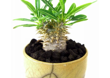 パキポディウム グラキリス　 Pachypodium Gracilius