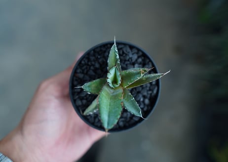 アガベ　チタノタ　 ブラックアンドブルー 　Agave titanota black and blue　No.2