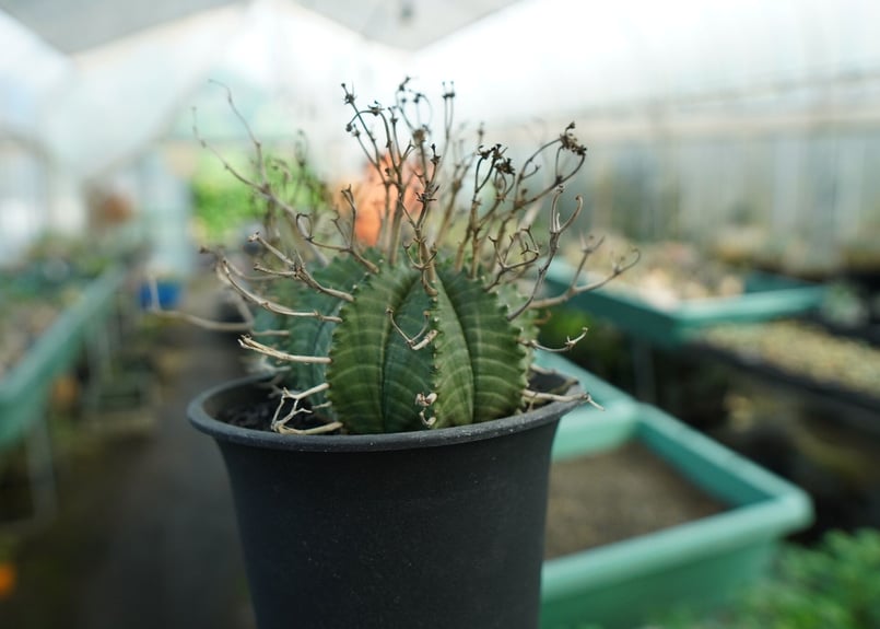 スーパーバリダ ユーフォルビア スーパーバリダ Euphorbia super valida | mana's