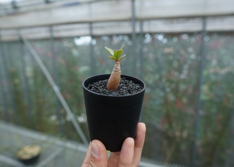 アデニウム　Adenium  No.5