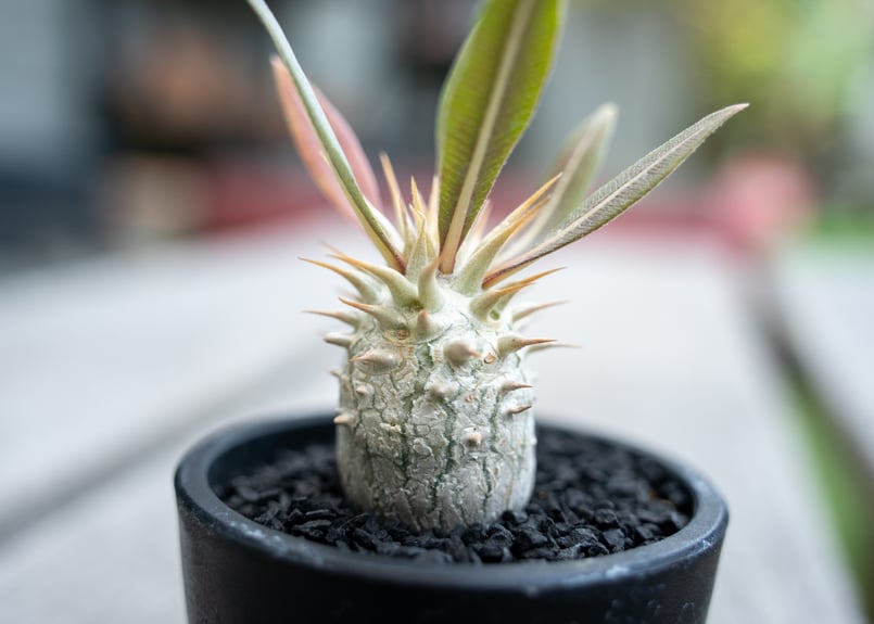 パキポディウム ロスラーツム 沖縄実生 | mana's farm:塊根植物