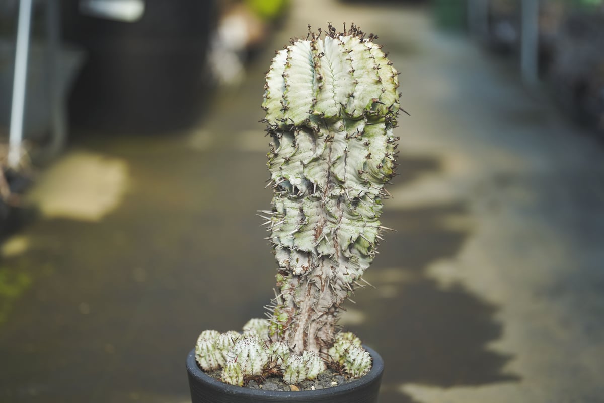 ユーフォルビア ゼブラホリダ | mana's farm:塊根植物・アガベ