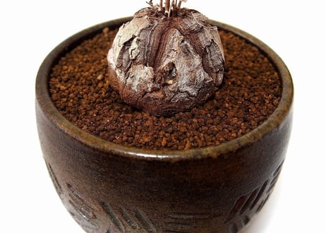 亀甲竜 ディオスコレア エレファンティペス  dioscorea elephantipes