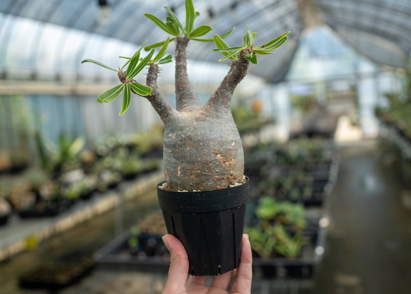 パキポディウム グラキリス No.16 | mana's farm:塊根植物・アガベ