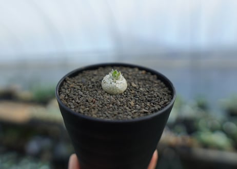 パキポディウム　恵比寿笑い　Pachypodium brevicaule　No.2