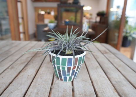 ディッキア コリスタミネア Dyckia choristaminea