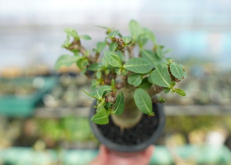 アデニウム　Adenium　No.10