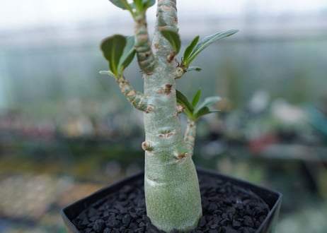 アデニウム　Adenium　No.3