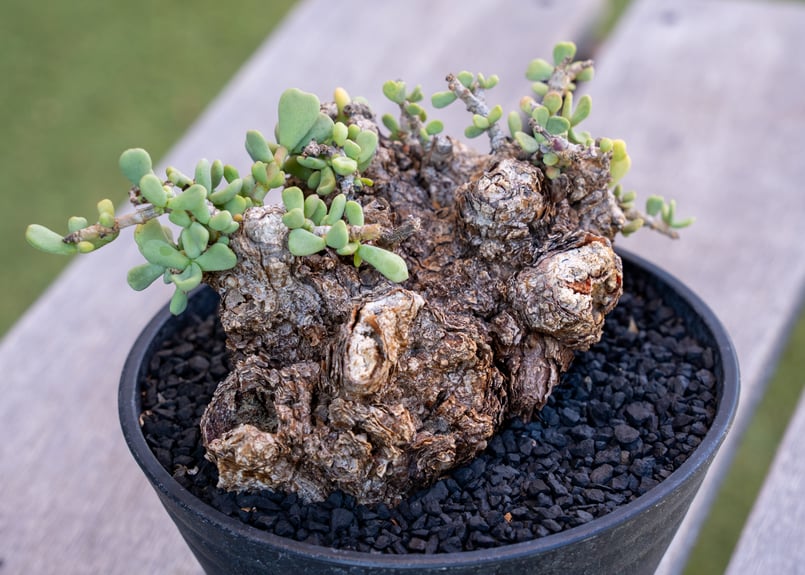 ケラリア ピグマエア | mana's farm:塊根植物・アガベ・ドライガーデン