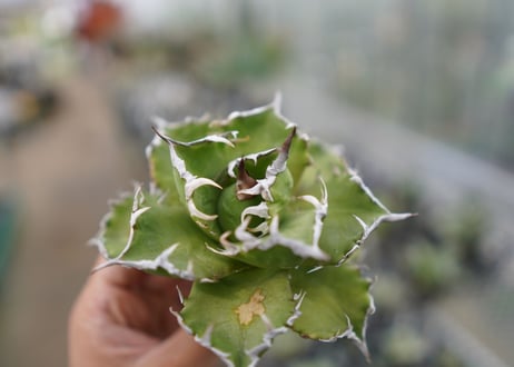 Agave titanota  Crab 螃蟹  NO.7