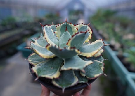 アガベ　兜蟹錦　連棘　Agave isthmensis “Kabutogani” variegata No.2