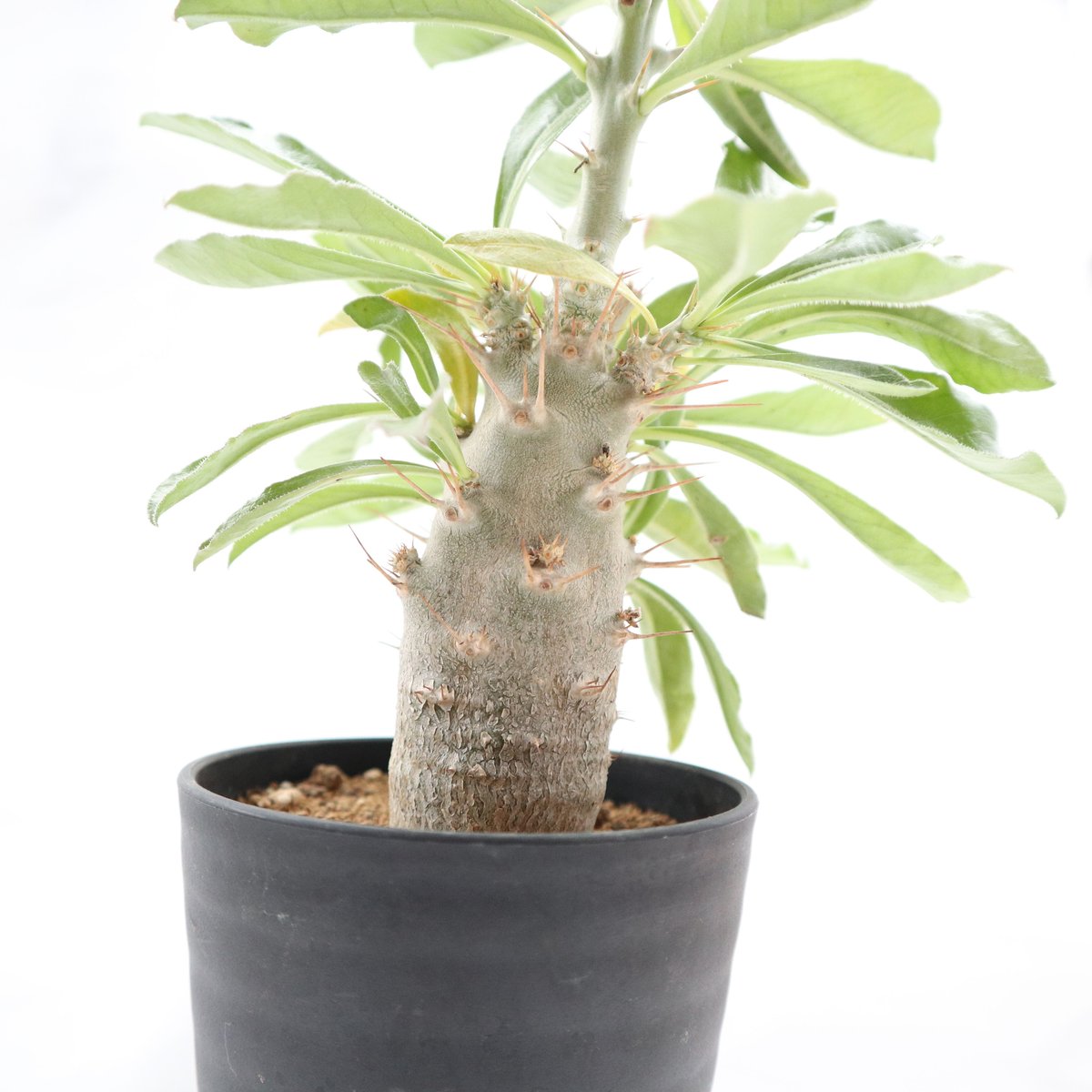 パキポディウム サンデルシー 国内実生 | mana's farm:塊根植物