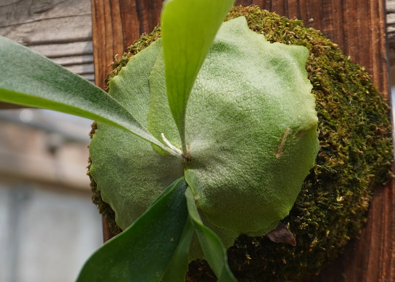 ビカクシダ P. bifurcatum 'Popcorn' (TC) | mana's fa