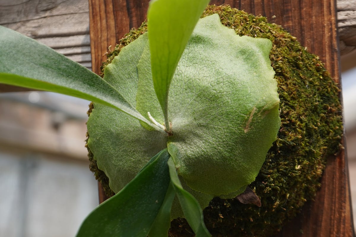 ビカクシダ P. bifurcatum 'Popcorn' (TC) | mana's fa