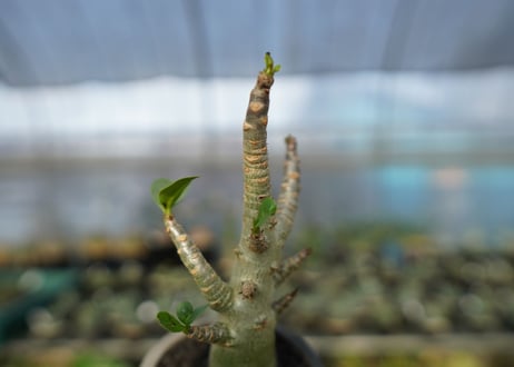 アデニウム　Adenium　No.20