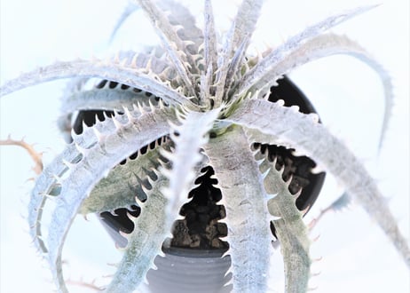 Dyckia delicat golden form F1 X (Arizona X ML)