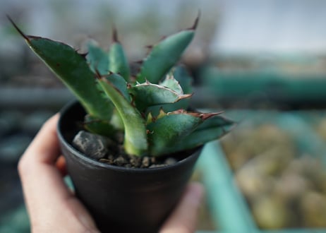 アガベ　チタノタ　 ブラックアンドブルー  2頭　Agave titanota black and blue Double head　A17