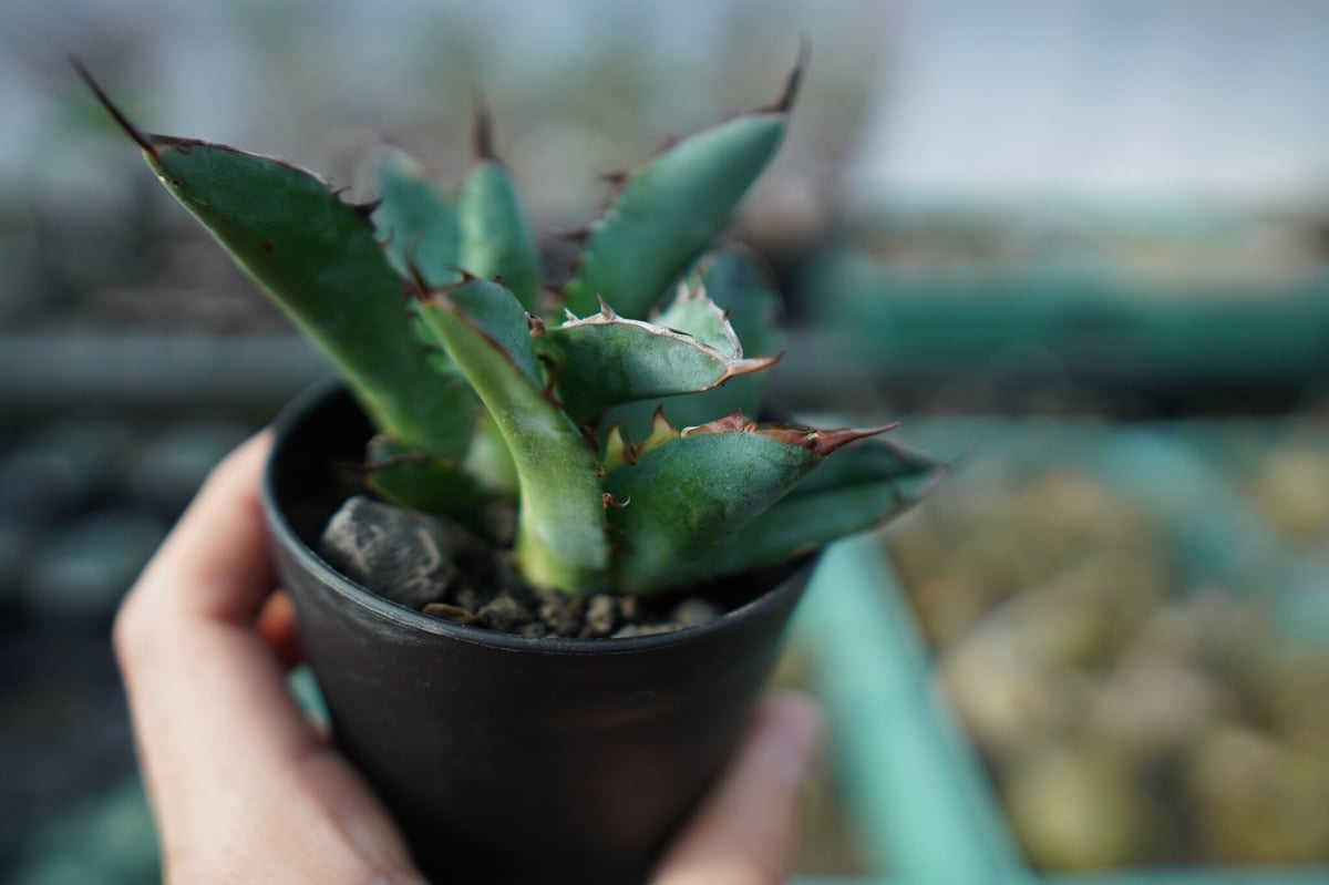 アガベ チタノタ ブラックアンドブルー 2頭 Agave titanota