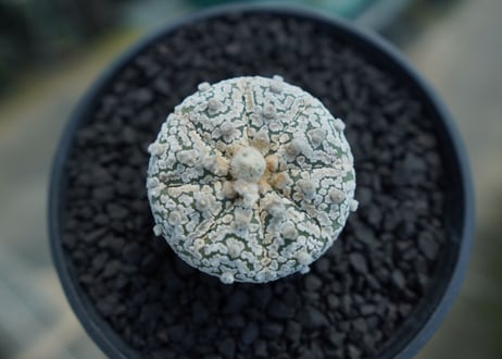 アストロフィツム　スーパー兜　Astrophytum asterias 'Superkabuto'