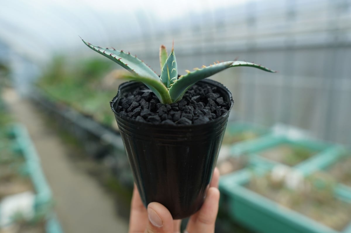 中型アガベ 健康な根付き 中型アガベ 健康な根付き アガベ – 9ページ目 – TaiShoDo ONLINE SHOP