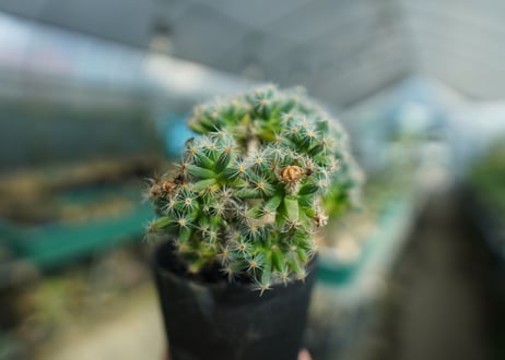トリコディアデマ　デンサム　Trichodiadema densum  No.1