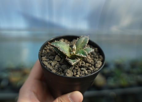 アガベ オテロイ オアハカ agave oteroi oaxaca