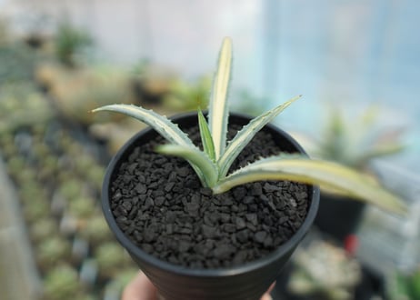 アガベ　マクロアカンサ錦　Agave macroacantha variegata NO.1